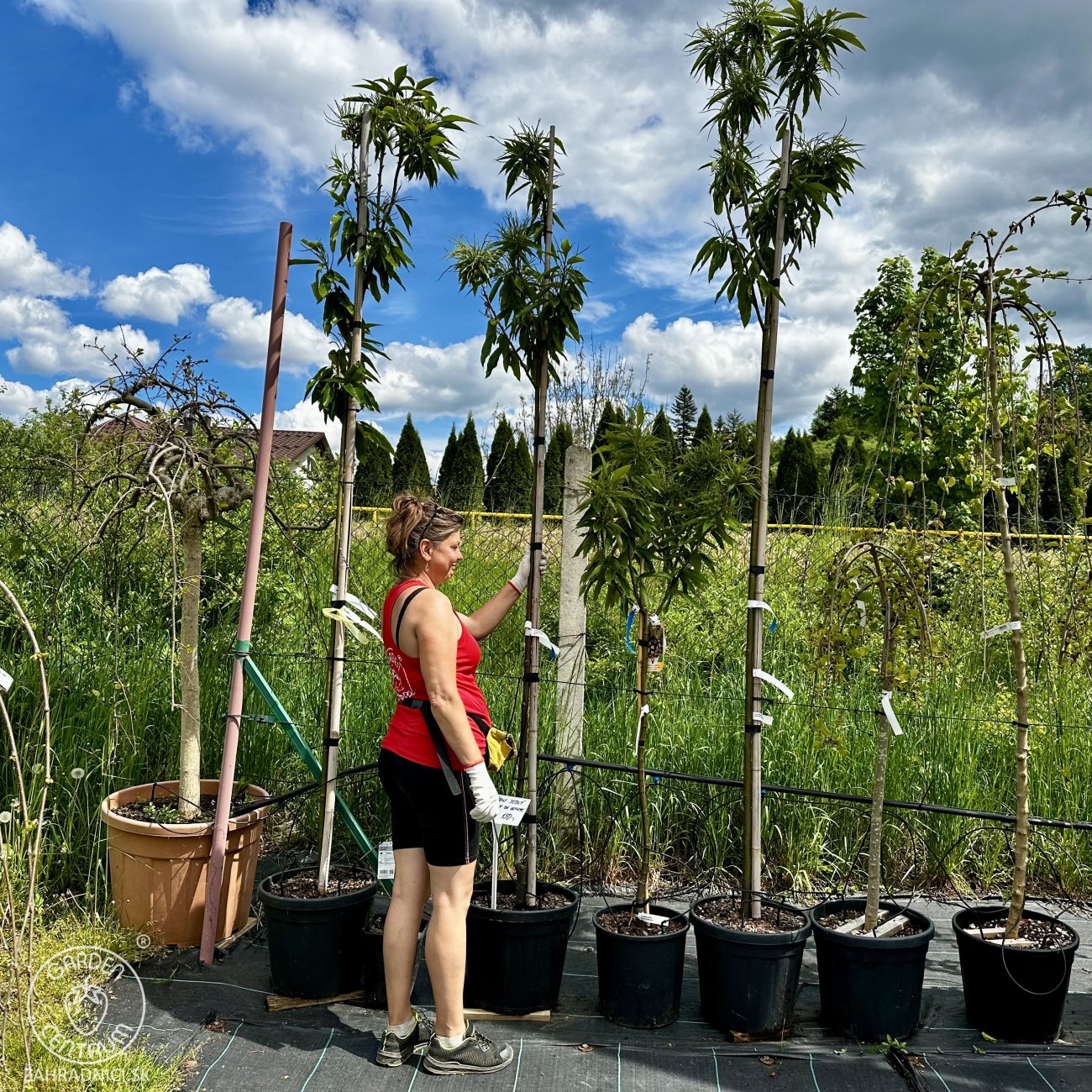 Obrázok Gaštan jedlý (Castanea Sativa) ´BOUCHE DE BETIZAC´ - výška 250-300 cm, obvod kmeňa 6/8 cm, kont. C18L